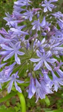 Kayışlı yeşilliklerle yaz çiçekleri açan agapanthus.