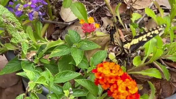 Aktivní Motýl Živí Pestrobarevnou Květinou Zahradě — Stock video