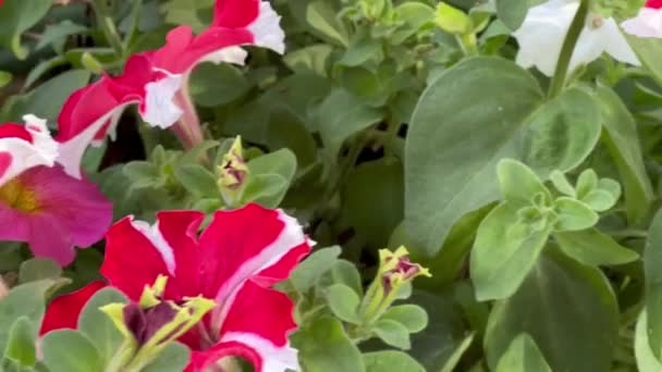 Lebendig Gefärbte Einjährige Blüten Mit Laub — Stockvideo