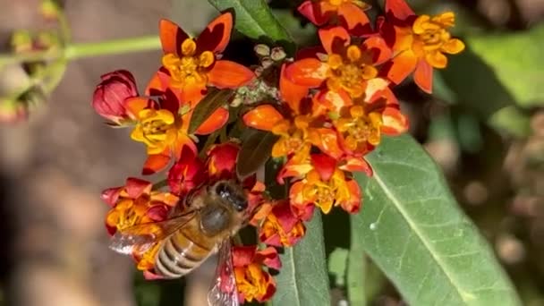 Seekor Lebah Pergi Dari Bunga Bunga Pada Hari Yang Cerah — Stok Video