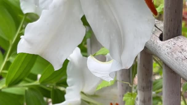 Hübsche Weiße Blüten Neben Einem Bambusspalier — Stockvideo