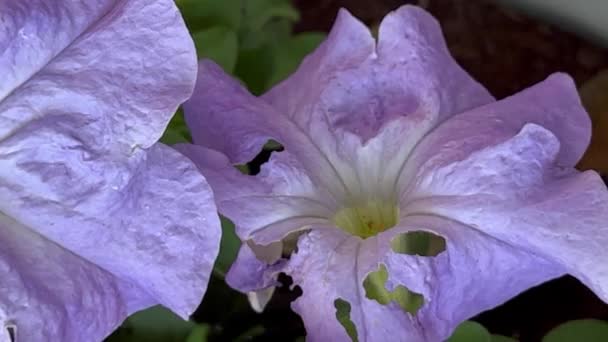 Lahana Güvesi Tırtılı Tarafından Çiğnenmiş Delikleri Olan Lavanta Renkli Çiçekler — Stok video