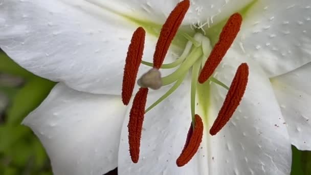 Lindas Flores Brancas Mostrando Anteras Filamentos Texturas Pétalas — Vídeo de Stock