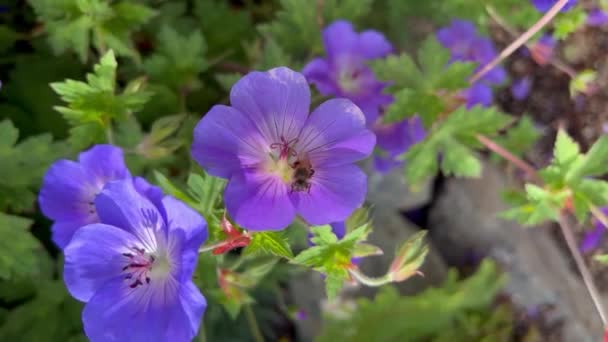 Seekor Lebah Madu Pada Bunga Biru Pucat Membersihkan Dirinya Sendiri — Stok Video