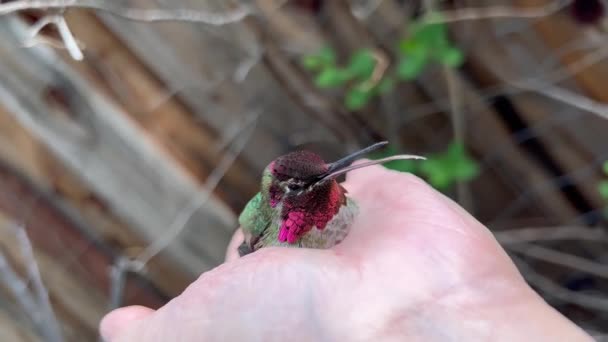Ein Junger Vogel Wird Betäubt Nachdem Ein Fenster Geflogen Ist — Stockvideo
