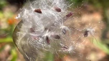 Tohumları saran kabarık tohumlar ekin.