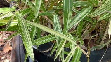 Bir kabın içindeki dekoratif bambu yaprakları.