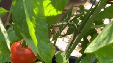 Meyveleri olan sağlıklı bir bitki.