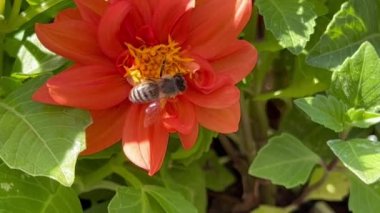 Bir bal arısı parlak renkli bir çiçekte polen toplar.