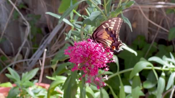 蝴蝶用红色的沃尔里克或朱庇特胡须喂食的蝴蝶 — 图库视频影像