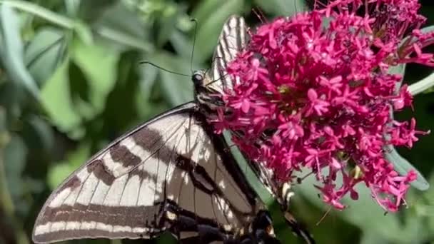 Μια Πεταλούδα Τρέφεται Ένα Σύμπλεγμα Κόκκινων Λουλουδιών Γνωστό Και Γενειάδα — Αρχείο Βίντεο
