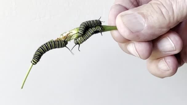 Three Caterpillars Feeding Milkweed — Stock Video