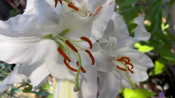 Duże Letnie Kwiaty Wybitnymi Antrami Włóknami — Wideo stockowe