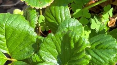 Olgun bir dut toplamak için çilek yapraklarının arasından uzanıyorum.