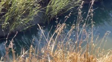 Kaliforniya 'da çeşitli otlarla kaplı dar bir su yolu.