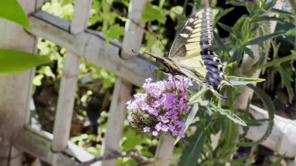 Una Graziosa Farfalla Posa Brevemente Piccoli Fiori Viola Accanto Traliccio — Video Stock