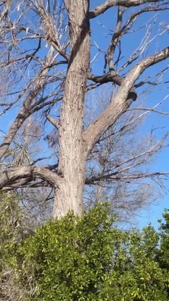 Uma Grande Árvore Morta Contra Céu Azul Vista Vertical — Vídeo de Stock