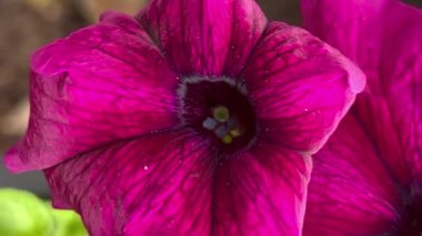 Canlı renkli yıllık çiçek.