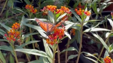 Turuncu renkli süt otlarının üzerine tünemiş bir kelebek.