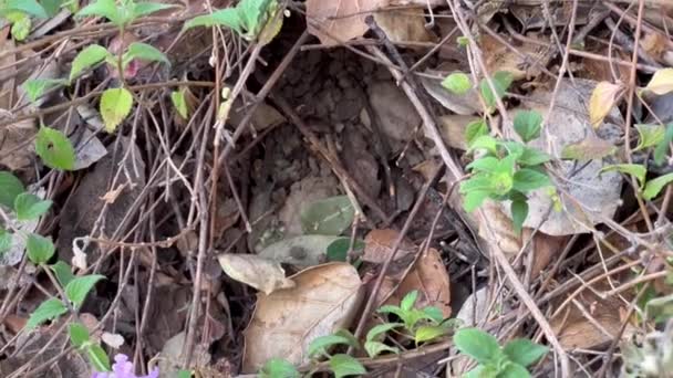 Yuvalarının Etrafındaki Böcekler Lantana Bitkilerinin Ölü Yaprakların Altında Oyulmuşlar — Stok video