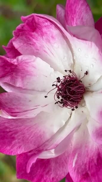 Vackra Rosa Och Vita Blommor Växer Ett Kluster — Stockvideo