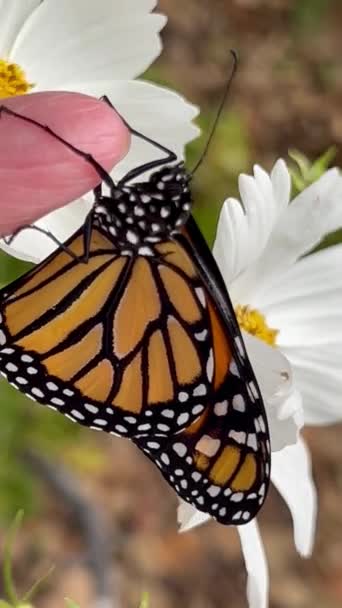 Una Nuova Farfalla Riluttante Posare Fiore — Video Stock