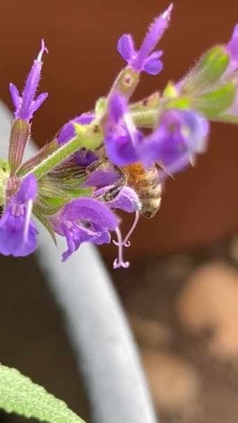 Ett Lever Lila Salvia Blommor Vertikala — Stockvideo