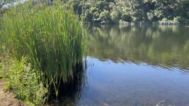 Vue Sur Lac Paisible Avec Une Végétation Luxuriante Troupeau Canards — Video