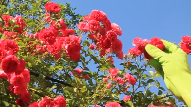 Arbusto de rosa — Vídeos de Stock