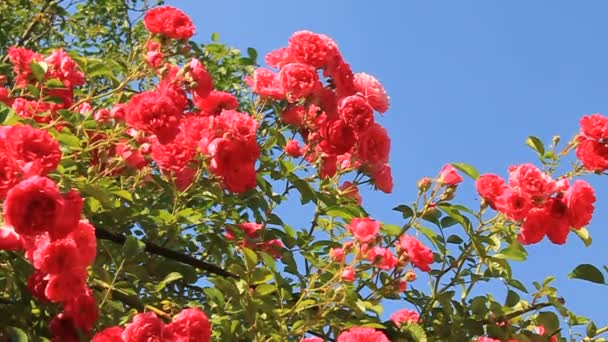 Arbre à roses 