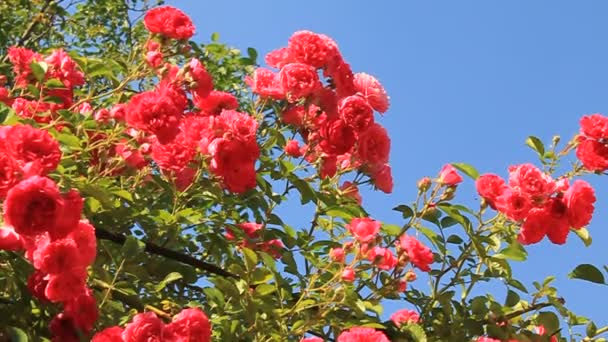 Albero di rose — Video Stock