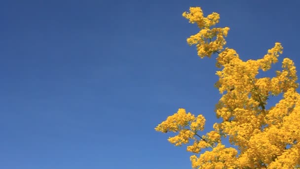 黄色的花朵 — 图库视频影像