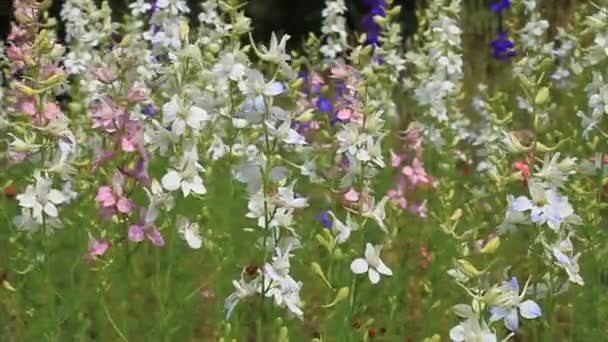 Fleurs