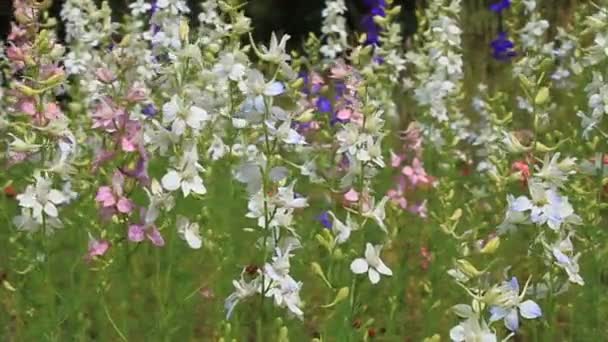 Flores — Vídeo de Stock