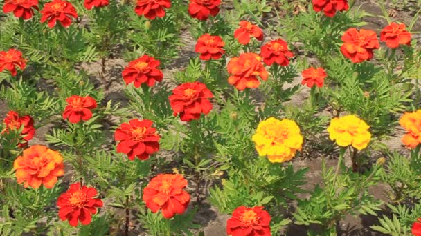 Parterre de fleurs 
