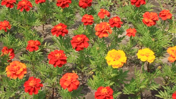 Cama de flores — Vídeo de Stock