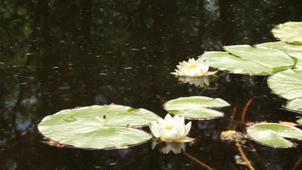 Lily ! 