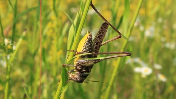 Big locust — Stock Video