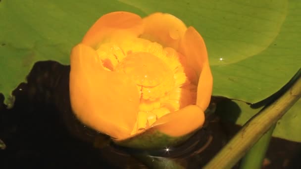 Yellow lily — Stock Video