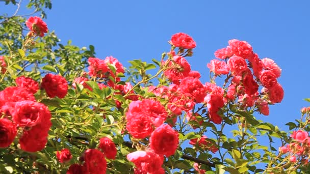 Rose fraîche 