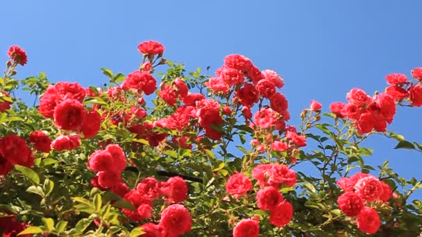 Rose rouge