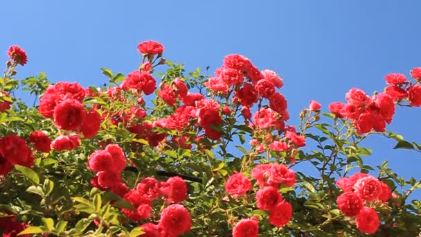 Rosa roja — Vídeos de Stock