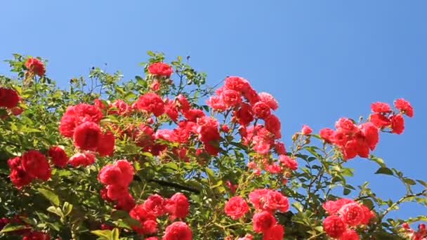 Rose !