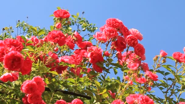 天然玫瑰 — 图库视频影像