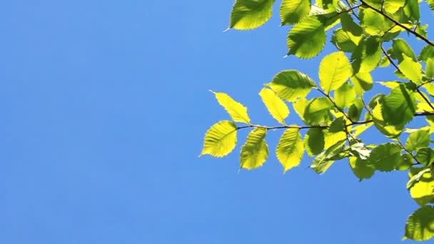 Feuilles vertes 