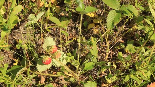 Natürliche Erdbeeren — Stockvideo