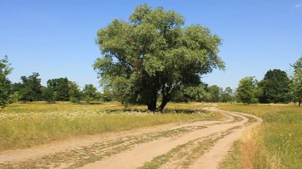 Strada di campagna — Video Stock