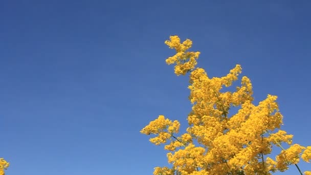 Gele bloemen — Stockvideo