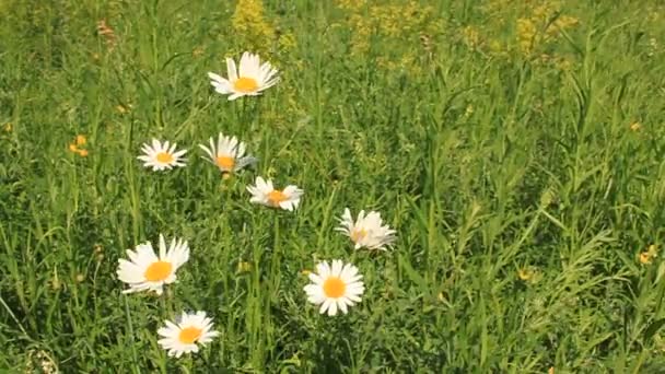 Camomilles blanches 