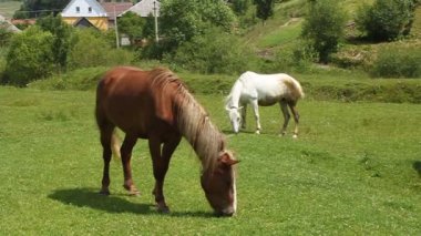 atlar